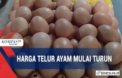 harga telur ayam turun