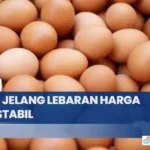 harga telur stabil