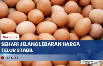 harga telur stabil