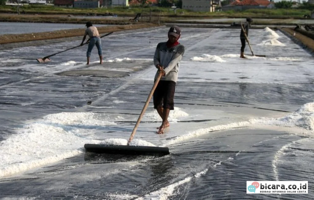 Produktivitas Tambak Garam