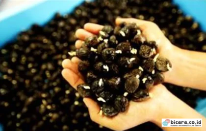 Bibit Super Sawit