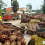ekspor kelapa sawit