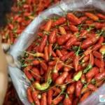 Harga Cabai Rawit