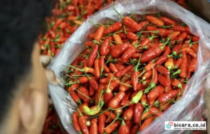 Harga Cabai Rawit