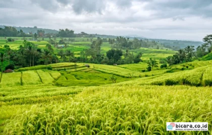 musim terbaik liburan Bali