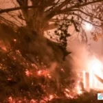 pembakaran lahan perusahaan